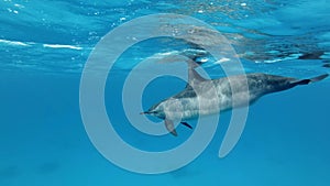 One pregnant female dolphins swim very close under surface of blue water. Spinner Dolphin, Stenella longirostris