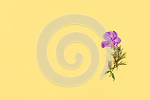 One pressed dried violet flower on yellow background. Flat lay, mock up composition for postcard, invitation card. Copy space for