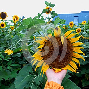 One of the prettiest sunflowers I've ever seen in Kediri, East Java