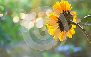 One Pretty Sunflower with Light Orbs in the Background Bokeh with room or space for copy, text or your words. A wide horizontal b