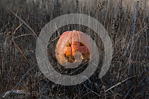 Smiling pumpkins in a field on the ground. Background Of Halloween. Pumpkin lantern in the grass