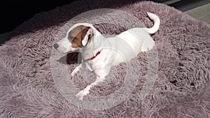 One puppy dog Jack Russell terrier lying down relaxing in fluffy purple pet bed.