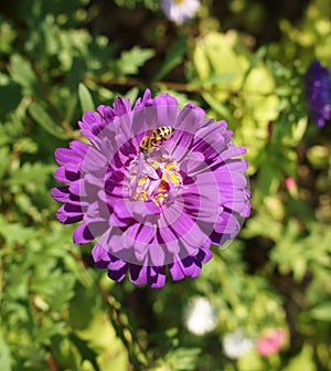 One purple aster callistephus flower with bee