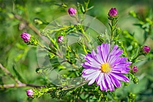 One purple camomile among buds at green natural background.
