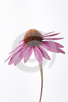 One Purple Echinacea Flower On White Background