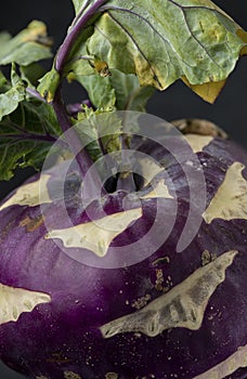 One purple kohlrabi on a black background Still life Dark food photography