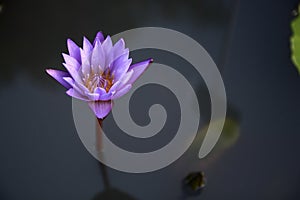 One purple lotus flower