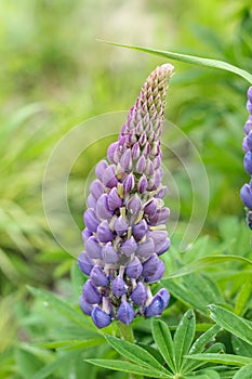 One purple lupine inflorescence