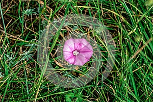 One purple mallow-leaved bindweed flower among bright green grass in a meadow