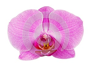 One purple orchid flower isolated