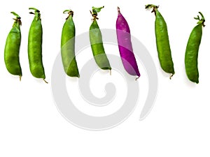 One purple pea among six green pods lined up in a row, isolated on white background. Creative natural background, concept of