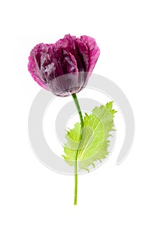 One purple Poppy flower isolated on white background