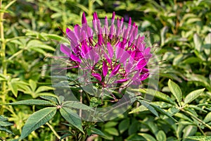 One purple and red Cleome hassleriana flower or Spinnenblume or Cleome spinosa with green leaves on a green blurred