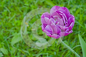 One purple tulip negrita double flower against blurred green grass - close up