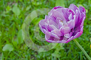 One purple tulip negrita double flower against blurred green grass - close up