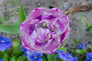 One purple tulip negrita double flower - close up