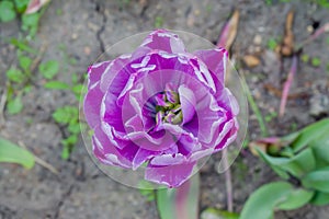 One purple tulip negrita double flower - close up