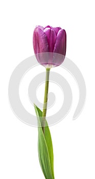 One purple tulip on a white background.