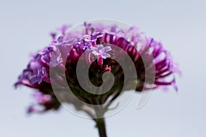 One purple verbena floret against blurred background of verbena head photo