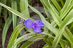 one purple Widows Tears blooms in the front garden