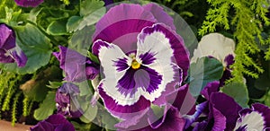 One purpple petal flower photo