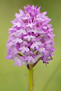 One Pyramidal Orchid (Anacamptis pyramidalis).