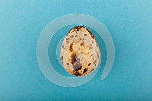 One quail egg. Isolated on blue background.