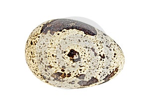One quail egg isolated on white background