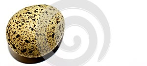 One quail egg. Isolated on a white background close-up. Banner