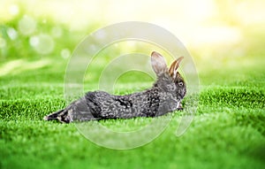 One rabbit back resting on a green grass nature background.