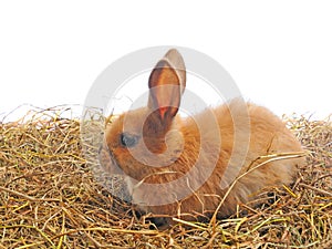One rabbit sit on straw