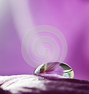 One rain drop on flower petal