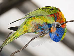 An one rainbow lorikeet parrot