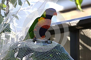 One rainbow lorikeet resting on a net