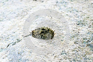 One of the rare species of air breathing sea slug,the celtic sea slug,  Thailand