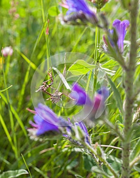 Rare Conehead Mantis insect purple flowers