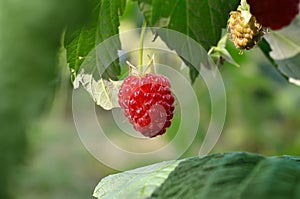 One raspberry ripe among green leaves in the garden