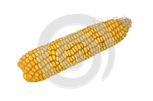 Fresh cob corn isolated at white closeup