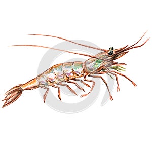 One raw fresh shrimp closeup isolated, watercolor illustration on white
