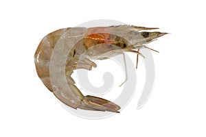 One raw shrimp isolated on white background. Clipping path.
