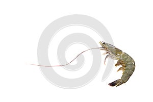 One raw shrimp on white