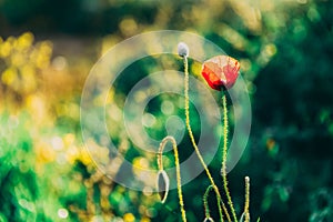 One red anemone on a blurry green background. Close-up wild flower.