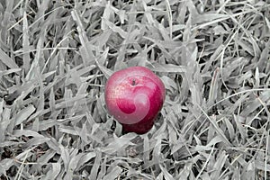 One red apple on black and white grass background