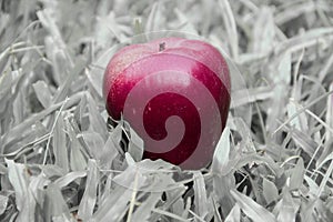 One red apple on black and white grass background