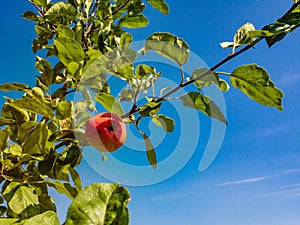 One red apple grows on a tree branch.