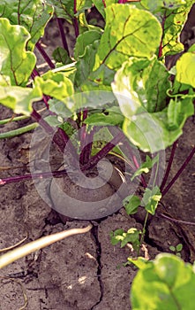 One red beet root grows on a garden bed