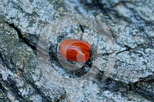 One red beetle sits on the gray bark