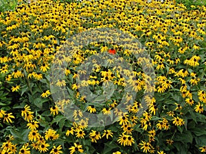 One red black eyed susan in a filed of yettlow black eyed susans