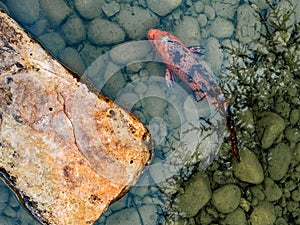 One red and black koi fish in a pond with pepples at the bottom