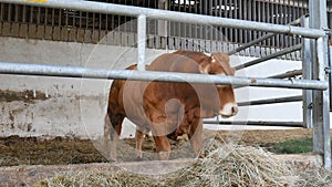 One red brown Limousin bull standing in the lair and eating hay. Eco farming, Chinese zodiac, symbol of the year